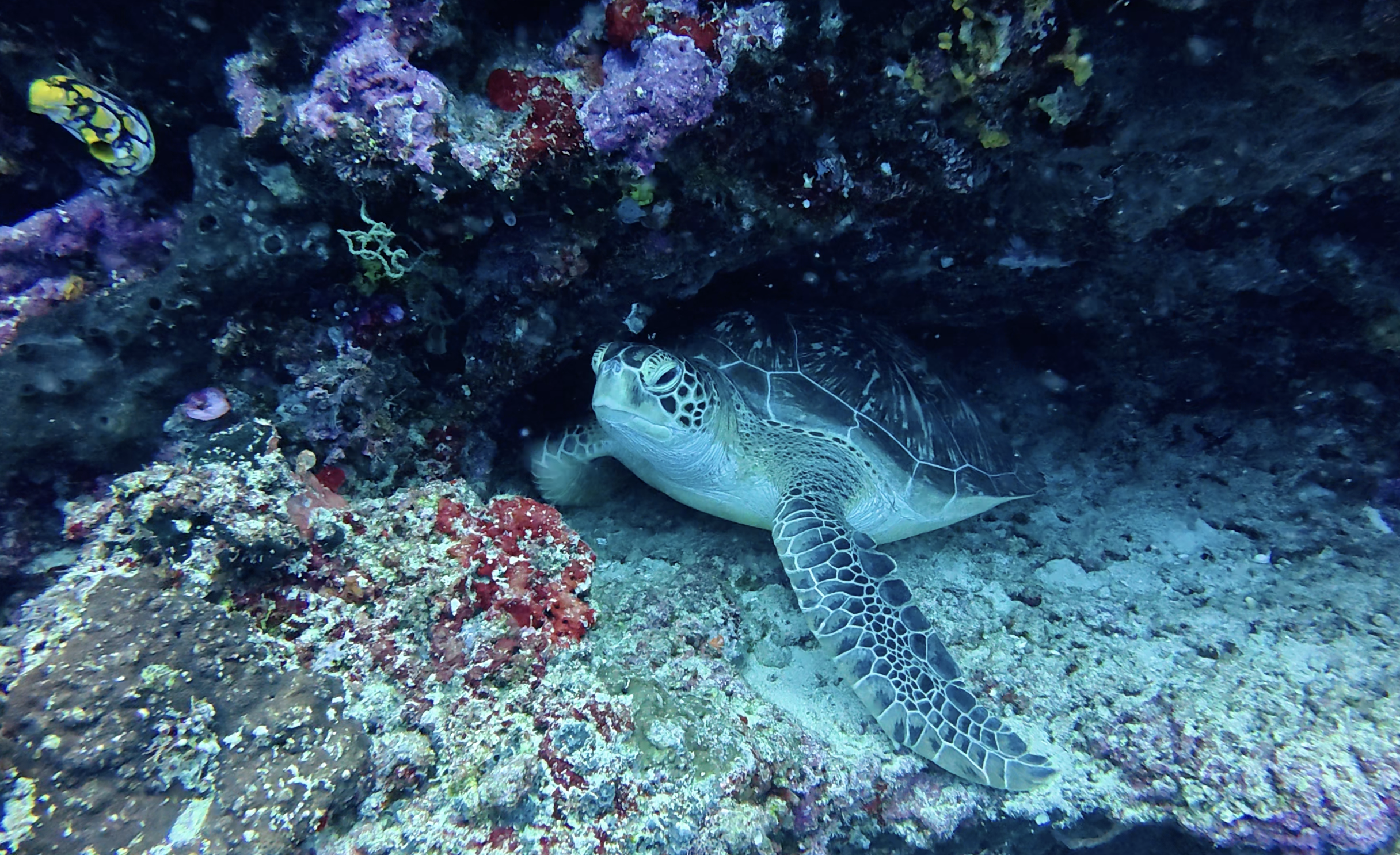 tortue à Siladen